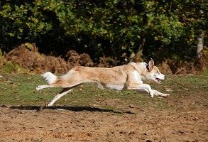 Sable-and-white Border Collie running
