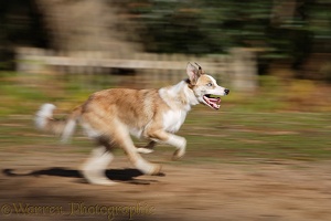 Sable-and-white Border Collie running