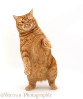 Ginger cat dancing