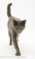 Blue Siamese-cross cat