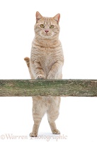 Cream spotted British shorthair cat