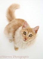 Red silver Turkish Angora cat