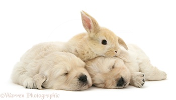 Sleepy Golden Retriever pups with young rabbit