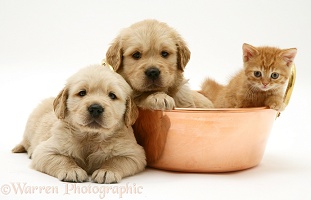 Golden Retriever pups and ginger kitten in a copper pan