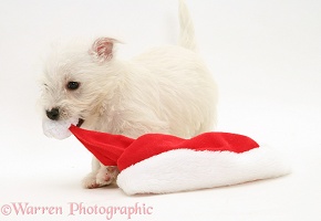 Westie pup playing with a Santa hat