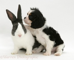 Cavalier pup and rabbit