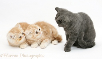 Ginger kittens in defensive posture at grey kitten