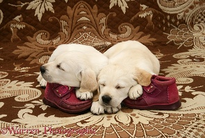 Sleepy Goldador Retriever pups