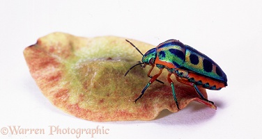 Rainbow shield bug
