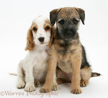Cocker Spaniel pup with Border Terrier pup