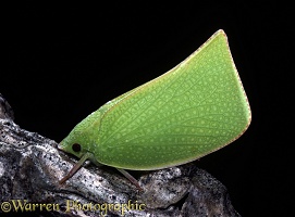 Green Australian leaf hopper