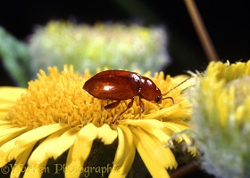 Flea beetle on Fleabane