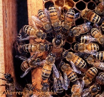 Queen Honey Bee laying eggs