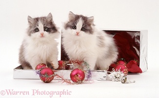 Kittens and baubles in a silver box