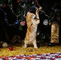 Young ginger cat playing with Christmas tree decorations
