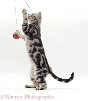 Silver tabby cat reaching up to dab at a Christmas bauble