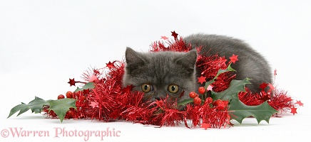 Grey kitten with tinsel and holly berries