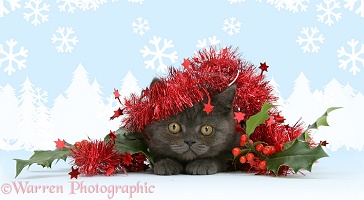 Grey kitten with tinsel and holly berries