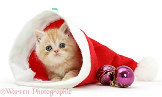 Ginger kitten inside a Santa hat