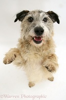 Terrier-cross standing up with paws up