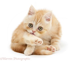 Ginger kitten 'funnel-grooming'