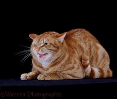 Defensive ginger male cat