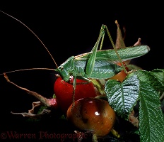 Great Green Grasshopper on Rosa rugosa