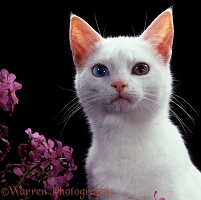Odd-eyed white cat