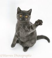 Grey kitten sitting up with paw raised