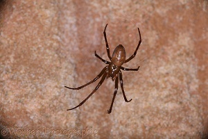 Cave spider in sandstone cave