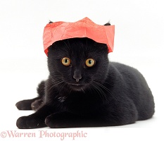 Black cat in a Christmas cracker hat