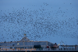 European Starlings flying to roost at dusk