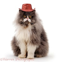 Persian male cat wearing a cowboy hat