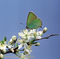 Green Hairstreak Butterfly on blackthorn