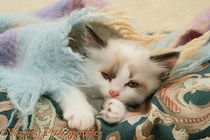 Birman-cross kitten asleep under a scarf