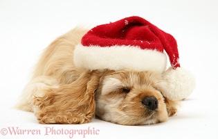 Sleepy American Cocker Spaniel pup with Santa hat on