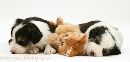 Sleepy Border Collie pups and ginger kitten