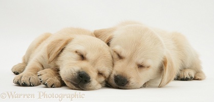 Sleepy Retriever-cross pups