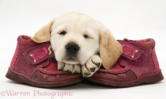 Goldador Retriever pup asleep on a pair of child's shoes