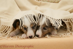Sheltie pups under a blanket