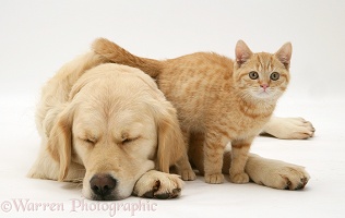 Sleepy Golden Retriever and cream kitten