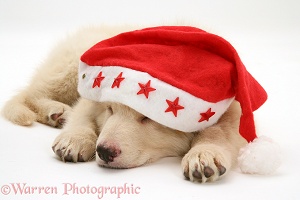 White Alsatian pup asleep wearing a Santa hat
