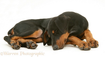 Sleeping Doberman pup