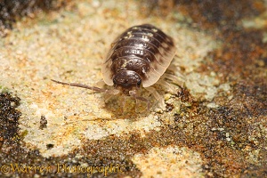 Common Woodlouse on lichen-covered stone