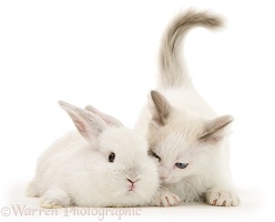 Colour-point lop rabbit baby with Lilac Ragdoll kitten