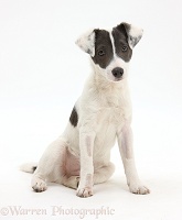 Blue-and-white Jack Russell Terrier pup