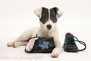 Jack Russell Terrier pup with child's shoes