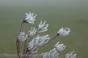 Dead-head with rime