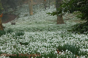 Woodland with Snowdrops