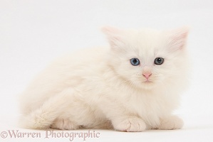 White Maine Coon kitten, 7 weeks old